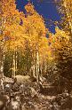 1980-09 Rocky Mtn NP 011 Flat Top Mtn Tr Aspens